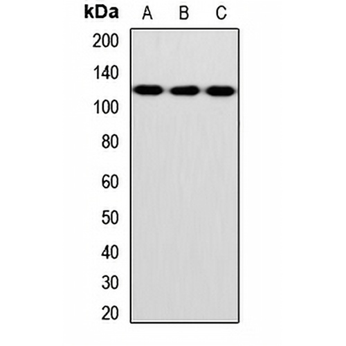 INVS Rabbit Polyclonal Antibody
