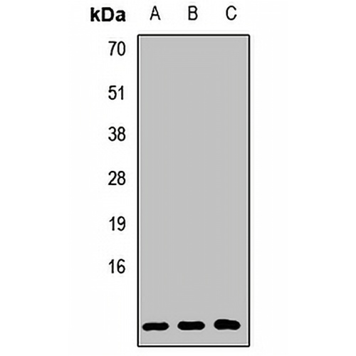 GNG2 Rabbit Polyclonal Antibody