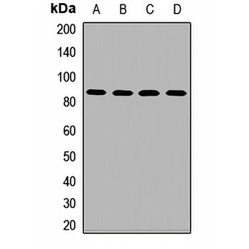 BANK1 Rabbit Polyclonal Antibody