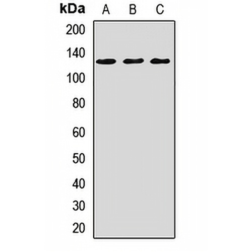 CACNA2D3 Rabbit Polyclonal Antibody