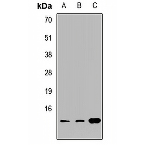 CISD1 Rabbit Polyclonal Antibody