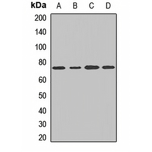 COG6 Rabbit Polyclonal Antibody