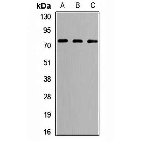 LRRC4 Rabbit Polyclonal Antibody