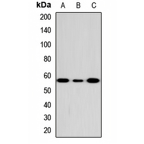 CD307d Rabbit Polyclonal Antibody