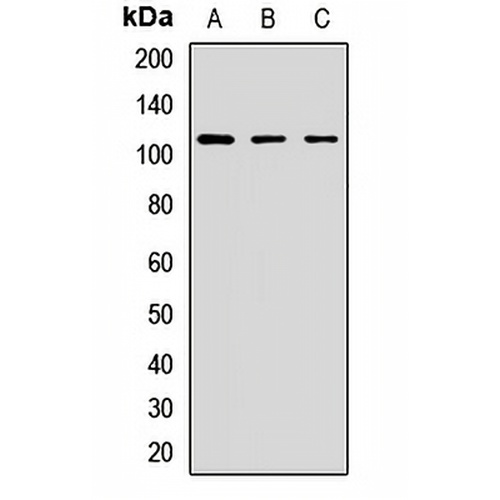 STRIP1 Rabbit Polyclonal Antibody