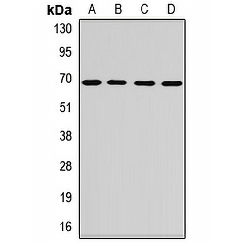 SNX18 Rabbit Polyclonal Antibody