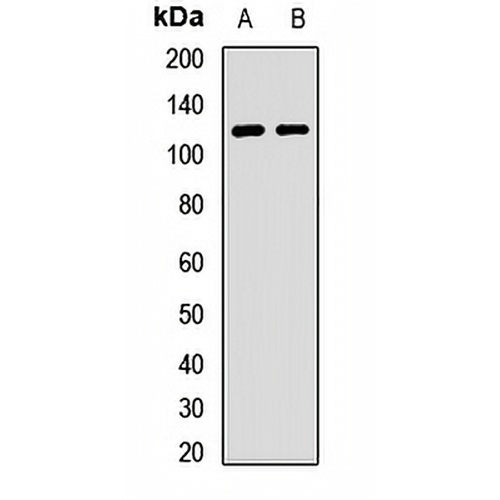 Contactin 4 Rabbit Polyclonal Antibody