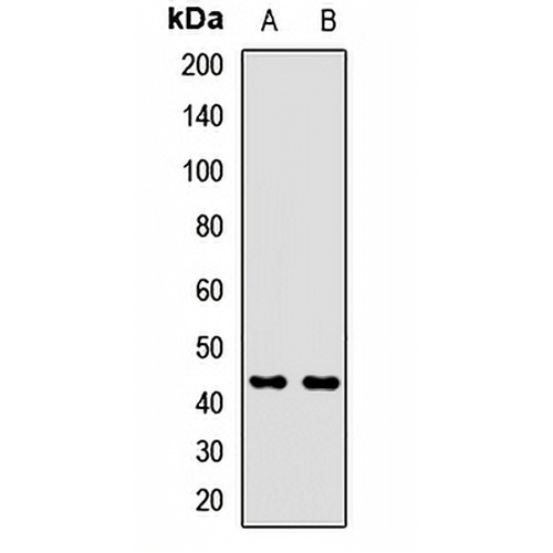 INPP1 Rabbit Polyclonal Antibody