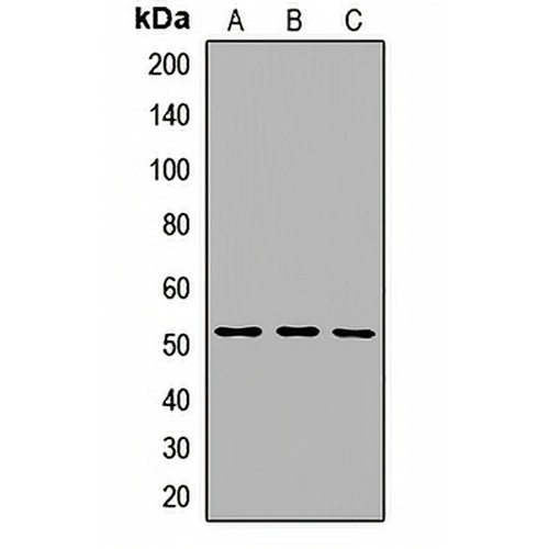 ENT3 Rabbit Polyclonal Antibody