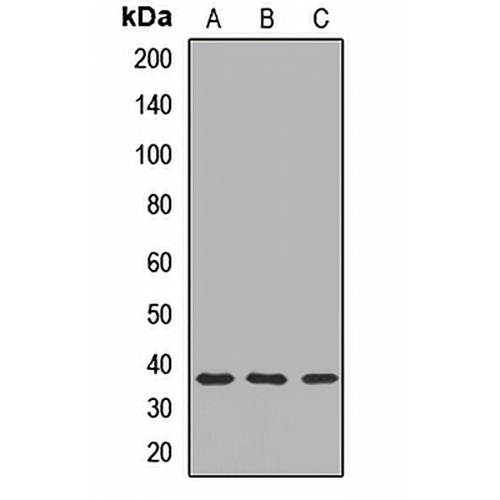 CHMP2A Rabbit Polyclonal Antibody