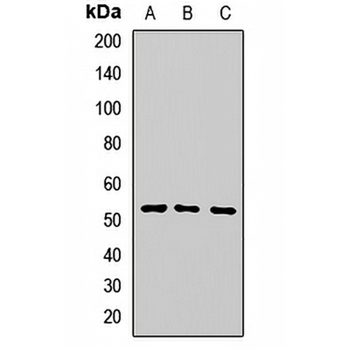 CNDP2 Rabbit Polyclonal Antibody