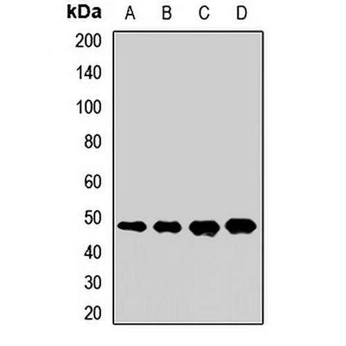 ERAL1 Rabbit Polyclonal Antibody