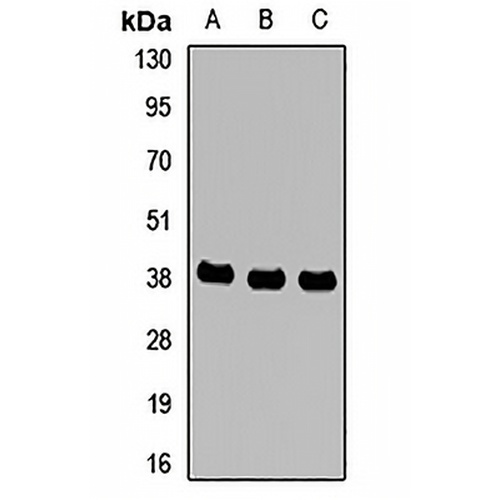 MTHFD2 Rabbit Polyclonal Antibody
