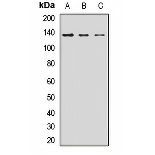 Liprin alpha 1 Rabbit Polyclonal Antibody