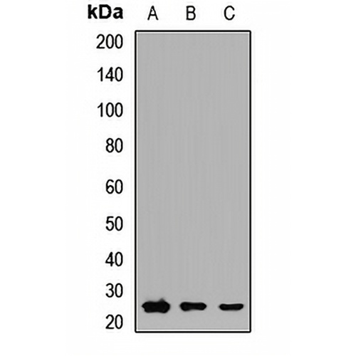 RAB3D Rabbit Polyclonal Antibody