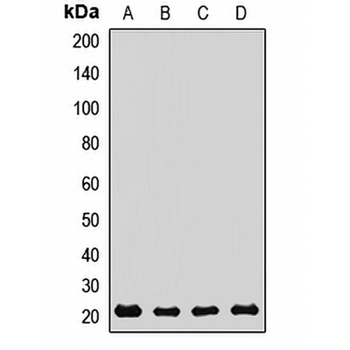 REEP5 Rabbit Polyclonal Antibody