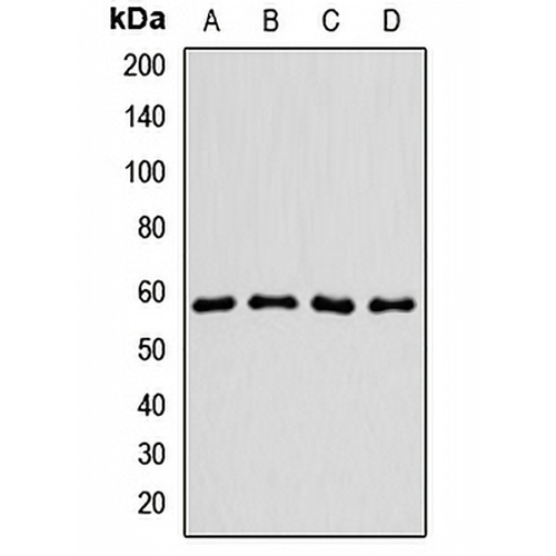 RIC8A Rabbit Polyclonal Antibody
