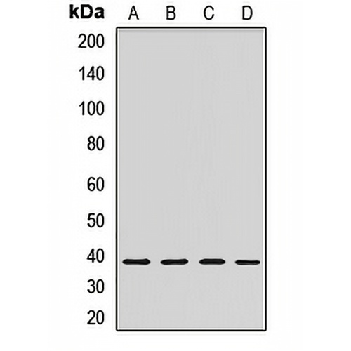 STOML2 Rabbit Polyclonal Antibody