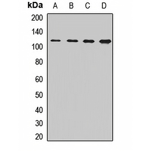 CORIN Rabbit Polyclonal Antibody