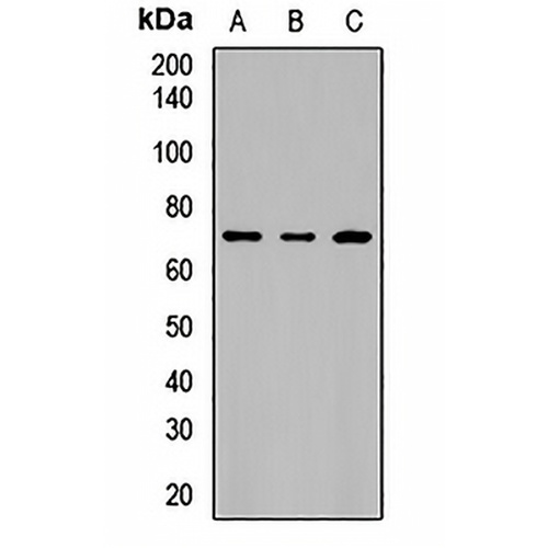 BTN2A1 Rabbit Polyclonal Antibody