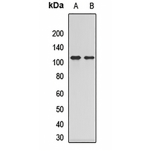 Collectin 12 Rabbit Polyclonal Antibody