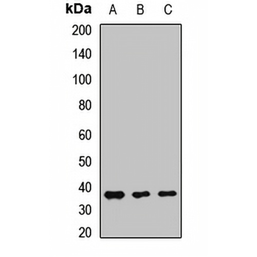 Embigin Rabbit Polyclonal Antibody