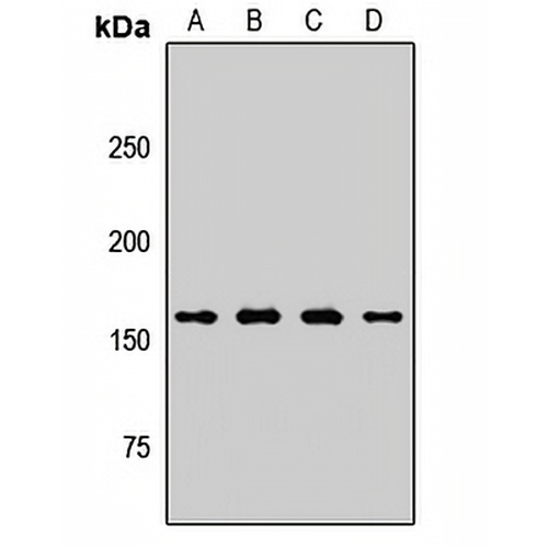 PLB Rabbit Polyclonal Antibody