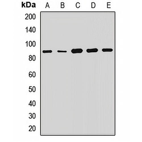 Semaphorin 4F Rabbit Polyclonal Antibody