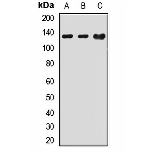 NBC4 Rabbit Polyclonal Antibody