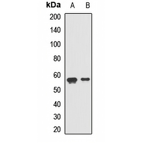 ERGIC-53 Rabbit Polyclonal Antibody