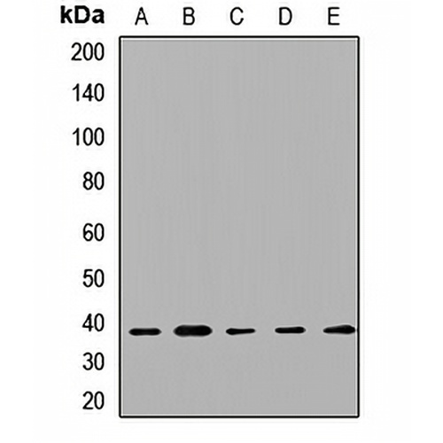 Syntaxin 2 Rabbit Polyclonal Antibody