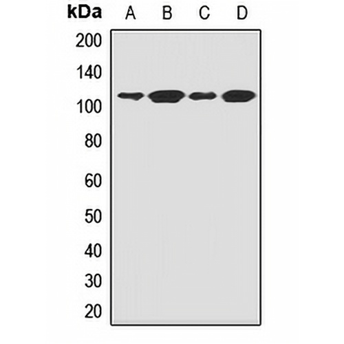 CD307c Rabbit Polyclonal Antibody