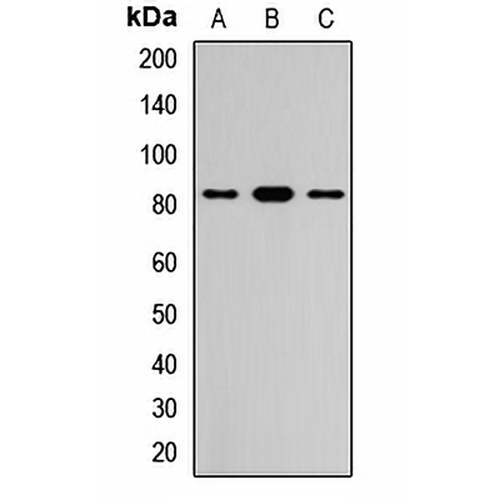 CD307c Rabbit Polyclonal Antibody