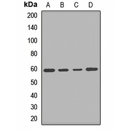 PDE1A Rabbit Polyclonal Antibody