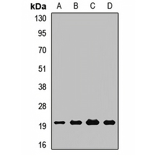 PDF Rabbit Polyclonal Antibody