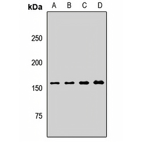ARAP1 Rabbit Polyclonal Antibody