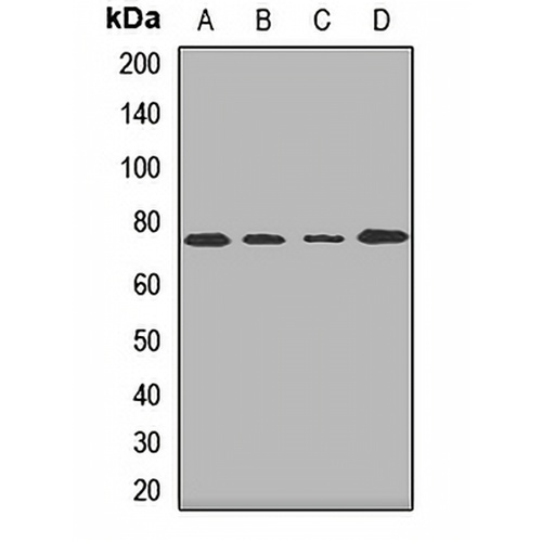 AGPS Rabbit Polyclonal Antibody