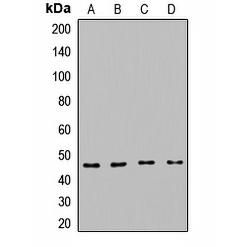 Carboxypeptidase B Rabbit Polyclonal Antibody