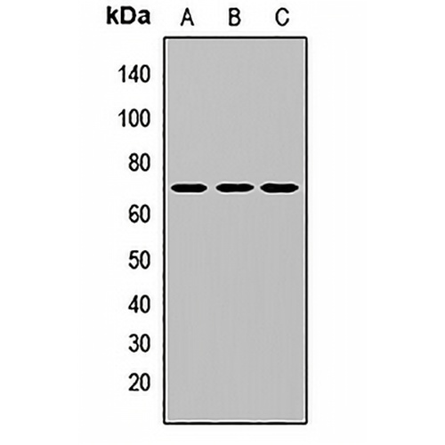 I kappa B- zeta Rabbit Polyclonal Antibody