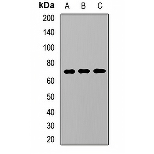 KREMEN Rabbit Polyclonal Antibody