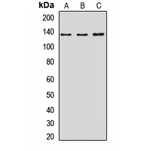 NOMO1 Rabbit Polyclonal Antibody