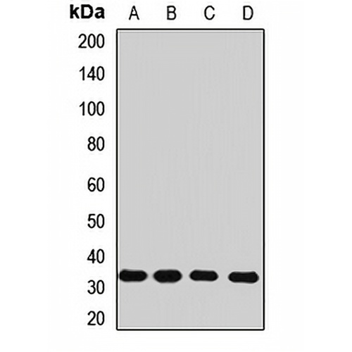 Rhodanese Rabbit Polyclonal Antibody