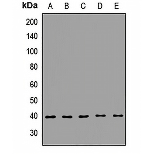 GIPC Rabbit Polyclonal Antibody