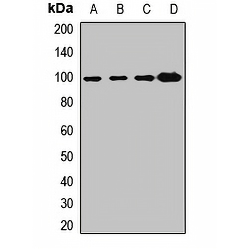 Gamma-COP Rabbit Polyclonal Antibody