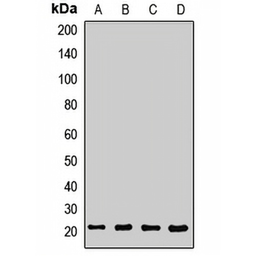 SEC11A Rabbit Polyclonal Antibody