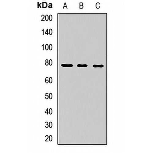 LGN Rabbit Polyclonal Antibody
