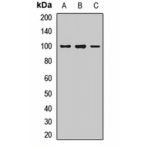R Cadherin Rabbit Polyclonal Antibody