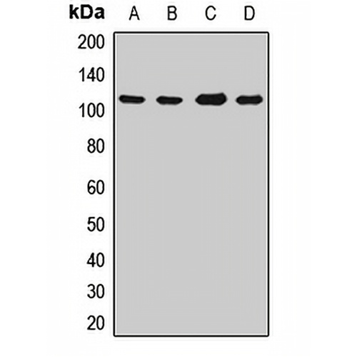 PARG Rabbit Polyclonal Antibody