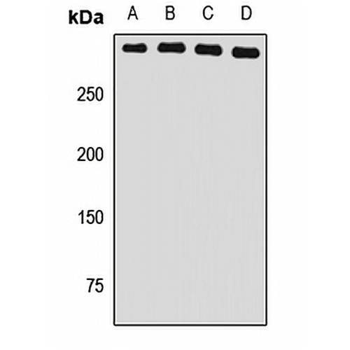 USP24 Rabbit Polyclonal Antibody