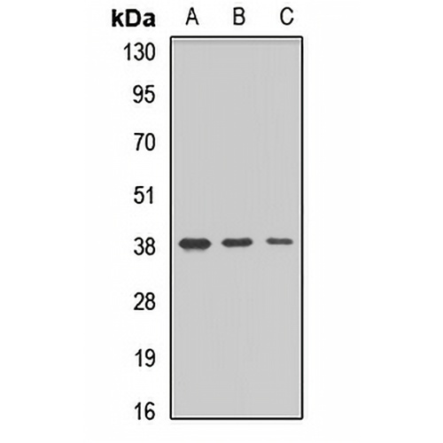 MARCH9 Rabbit Polyclonal Antibody